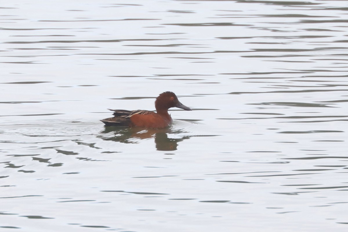 Cinnamon Teal - ML646898281