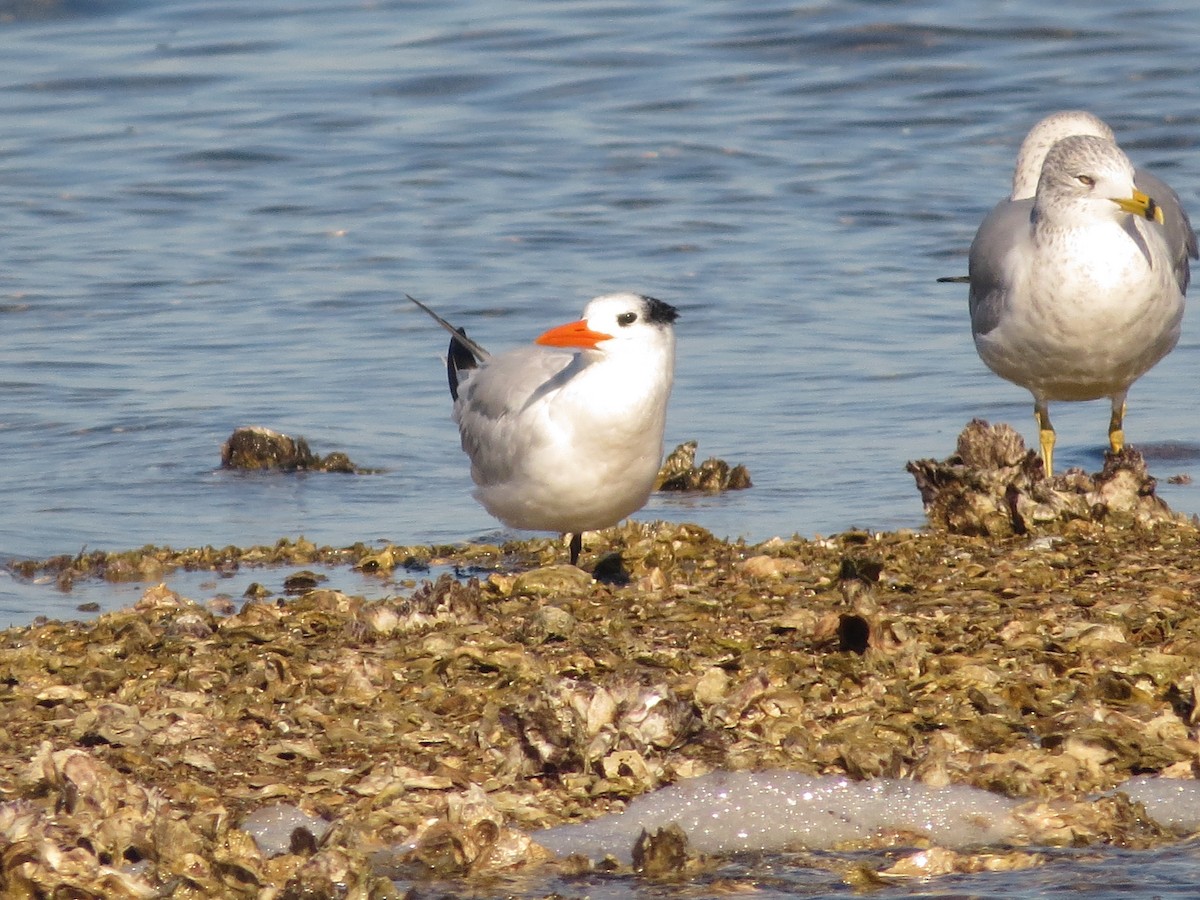 Txenada handi amerikarra - ML646898282