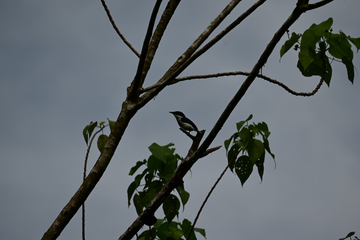 Личинколюб чорнокрилий - ML646898283