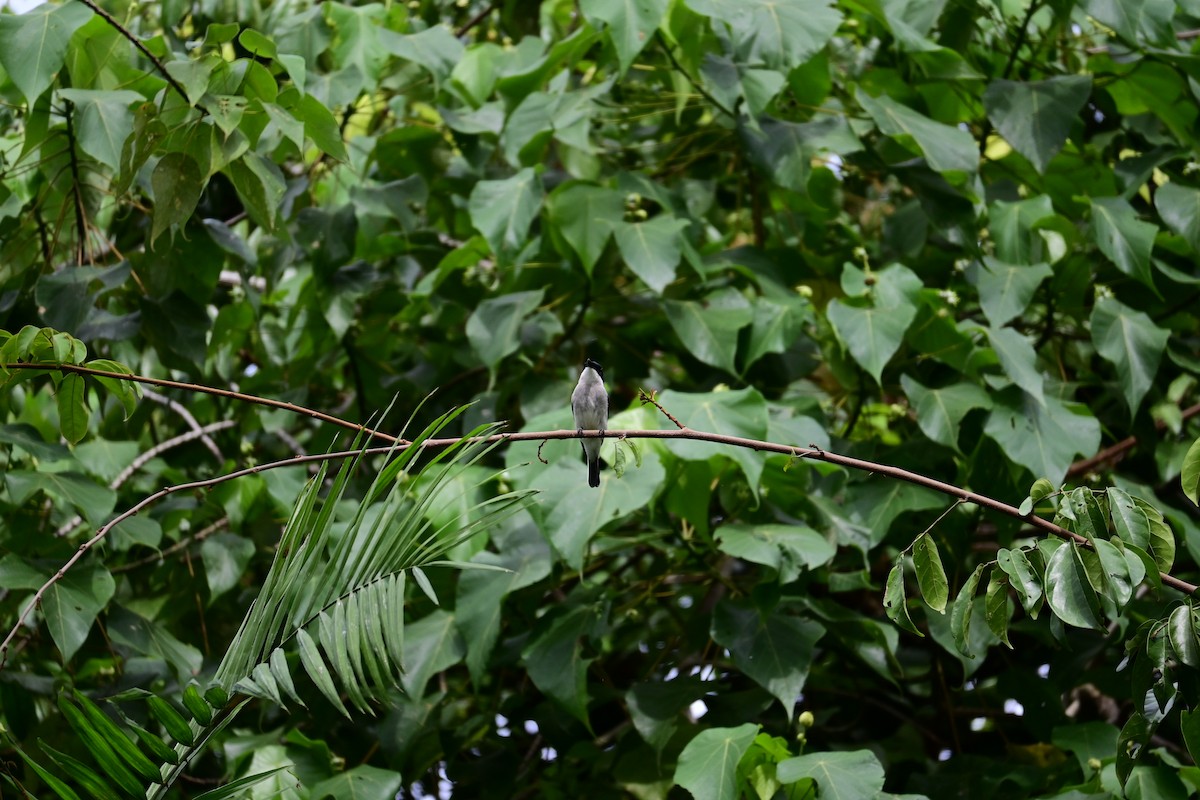 Личинколюб чорнокрилий - ML646898284