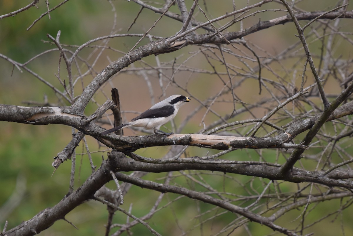 Gray-backed Fiscal - ML646898285