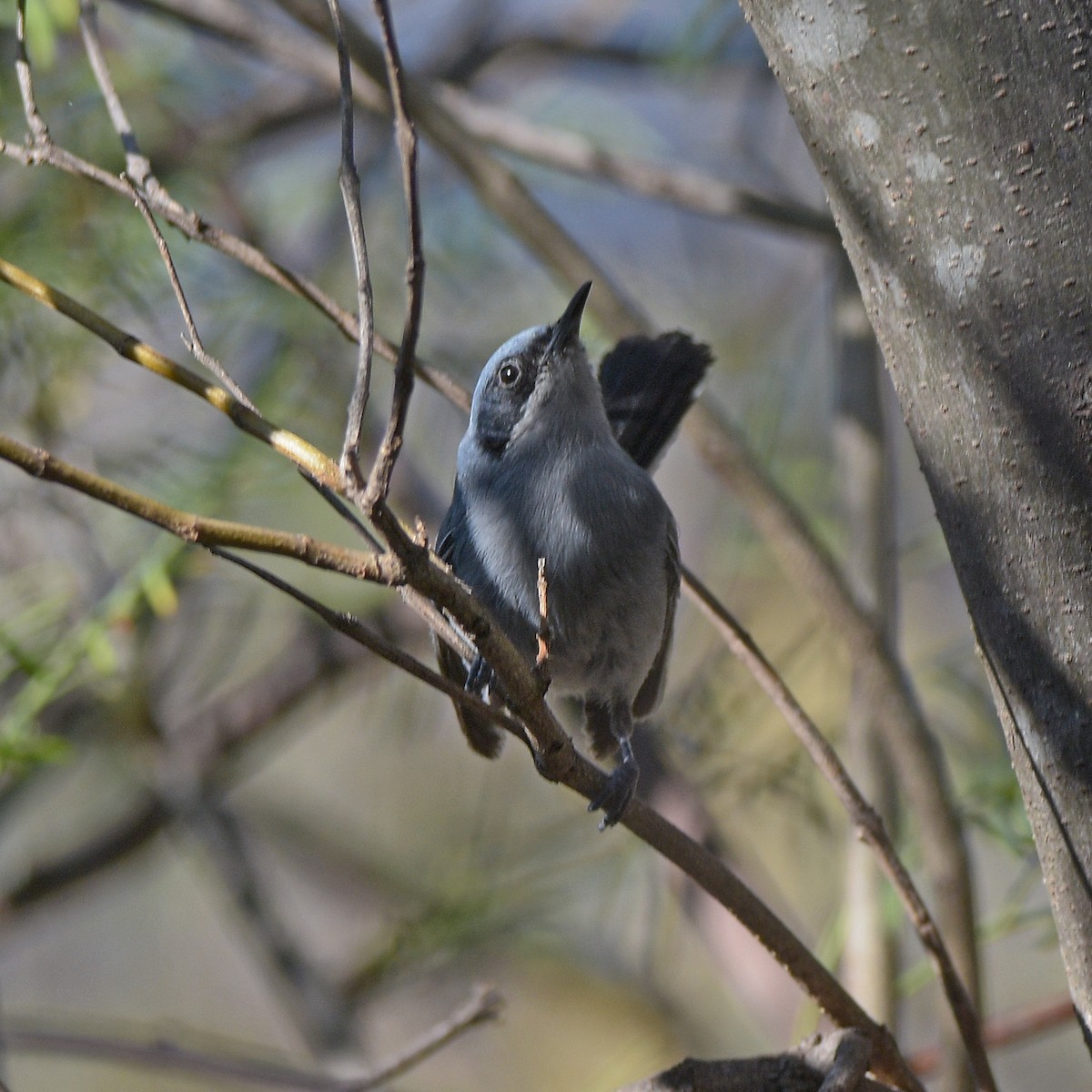 leskot škraboškový - ML646898286