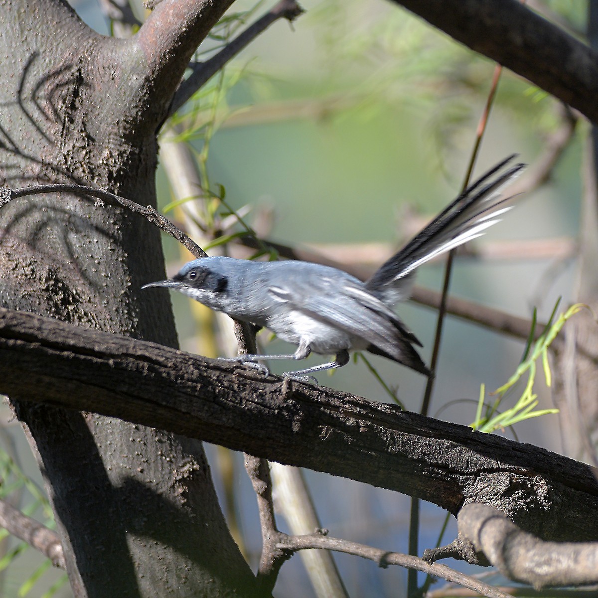 leskot škraboškový - ML646898287