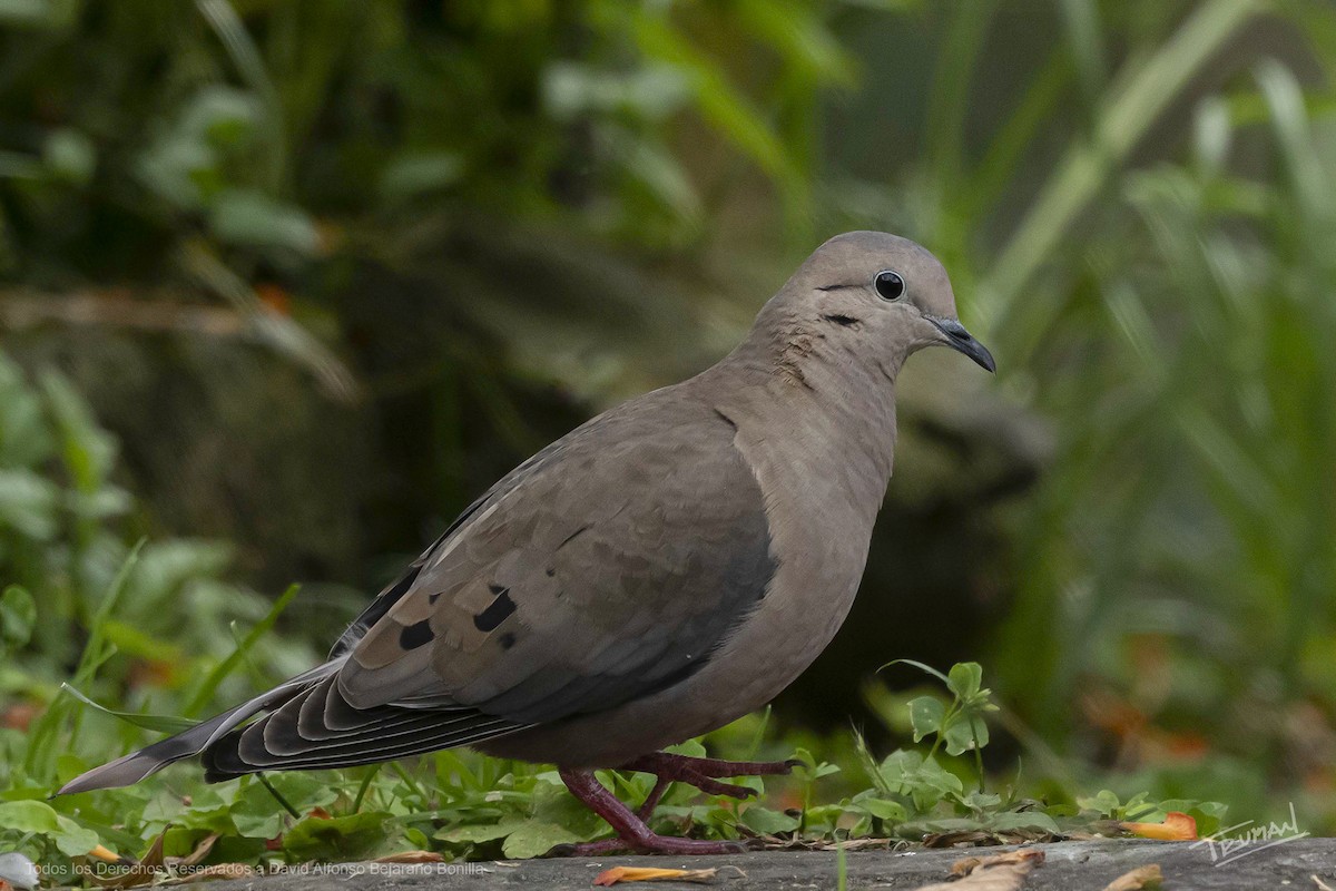 Ушастая горлица - ML646898289