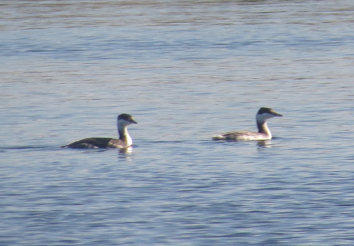 Txilinporta urrebelarria - ML646898293