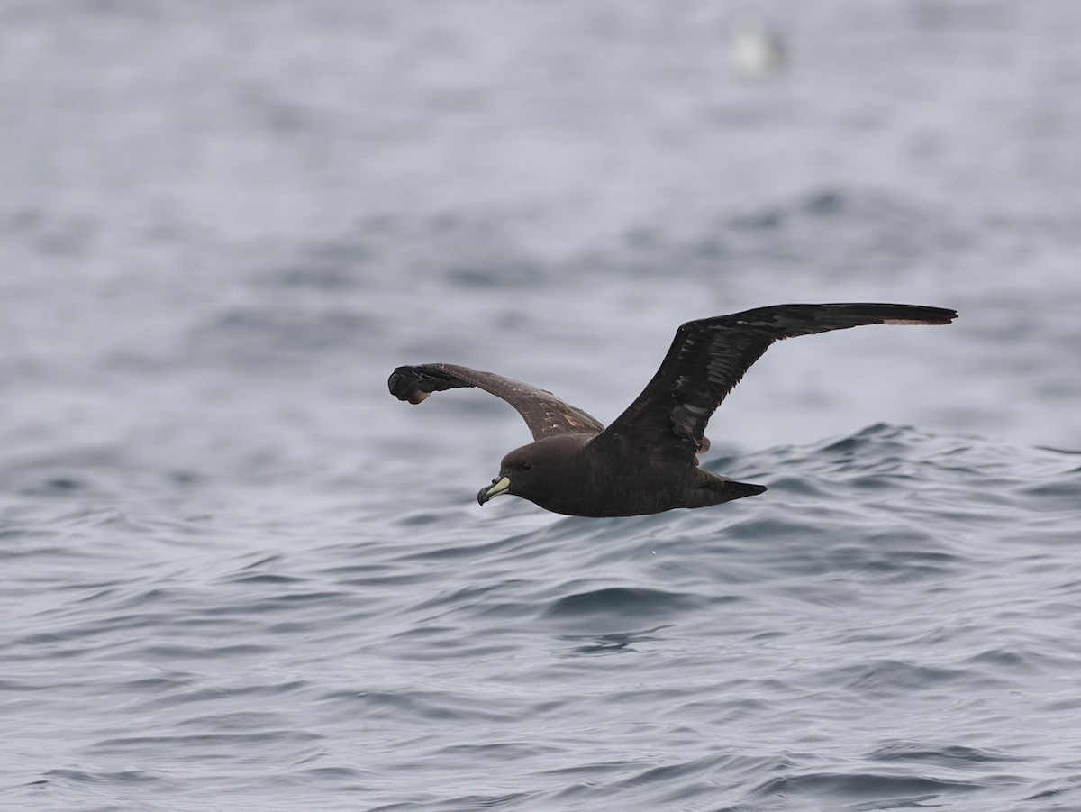 Westland Petrel - ML646898294