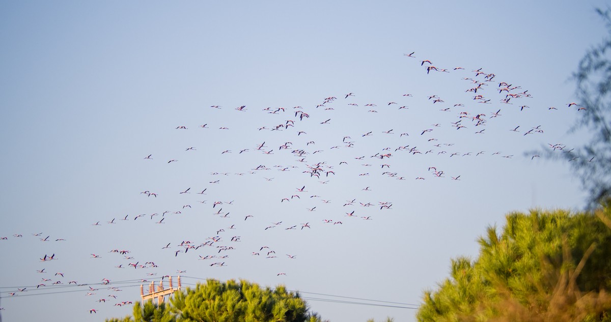 ヨーロッパフラミンゴ - ML646898299