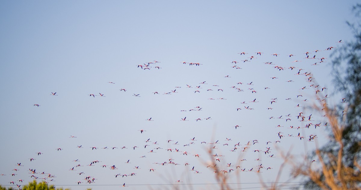 ヨーロッパフラミンゴ - ML646898300