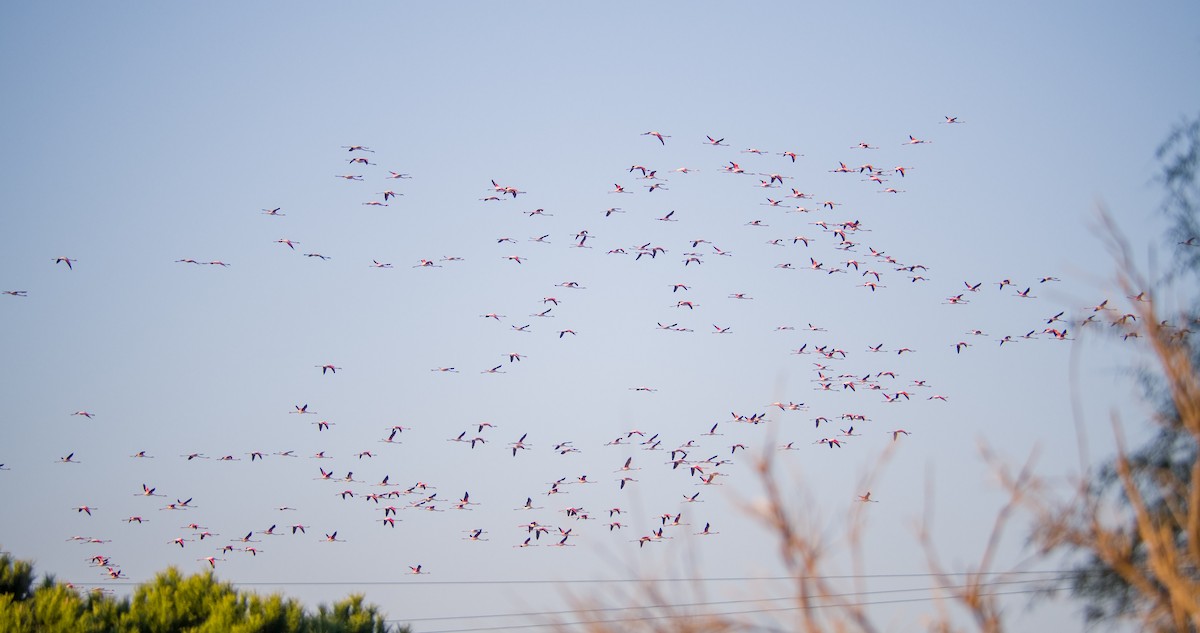 ヨーロッパフラミンゴ - ML646898301