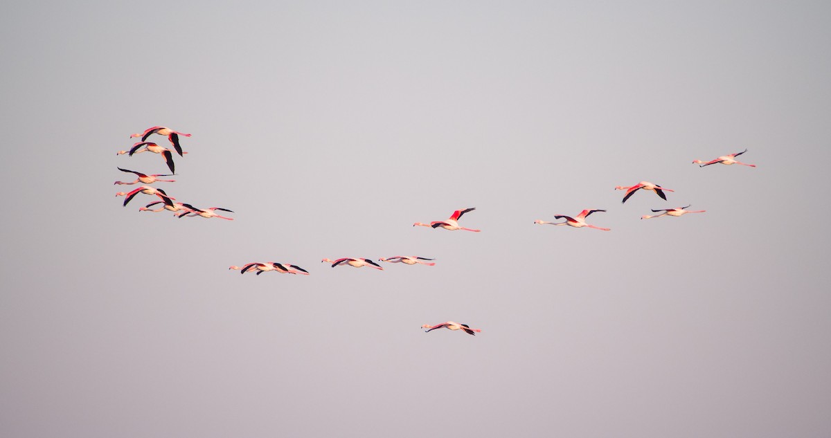 ヨーロッパフラミンゴ - ML646898302