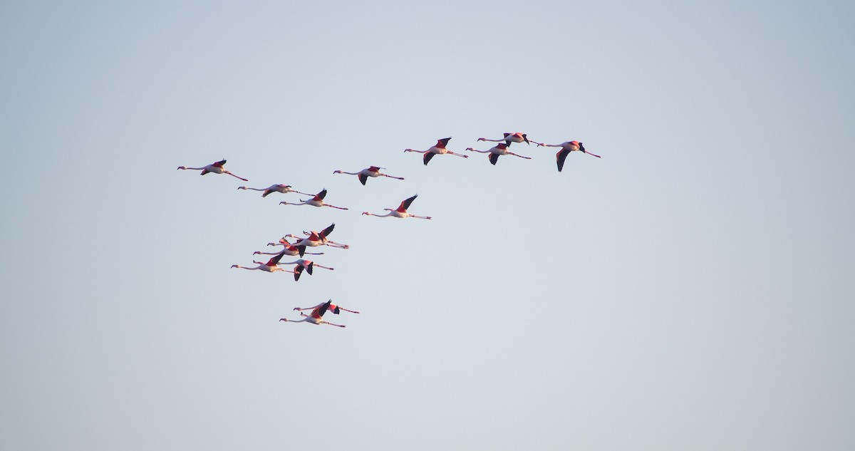 ヨーロッパフラミンゴ - ML646898303