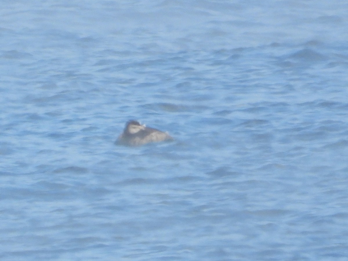 kobberand - ML646898305