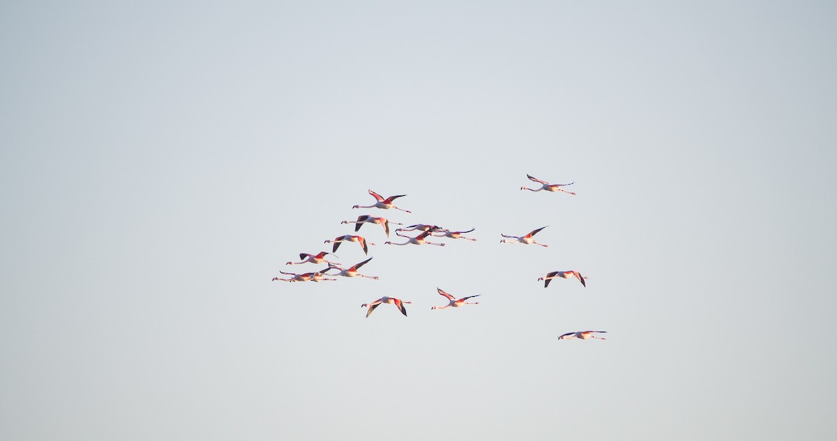 ヨーロッパフラミンゴ - ML646898306