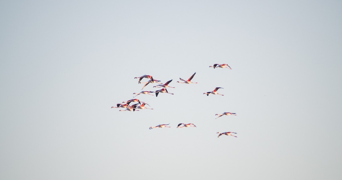 ヨーロッパフラミンゴ - ML646898307