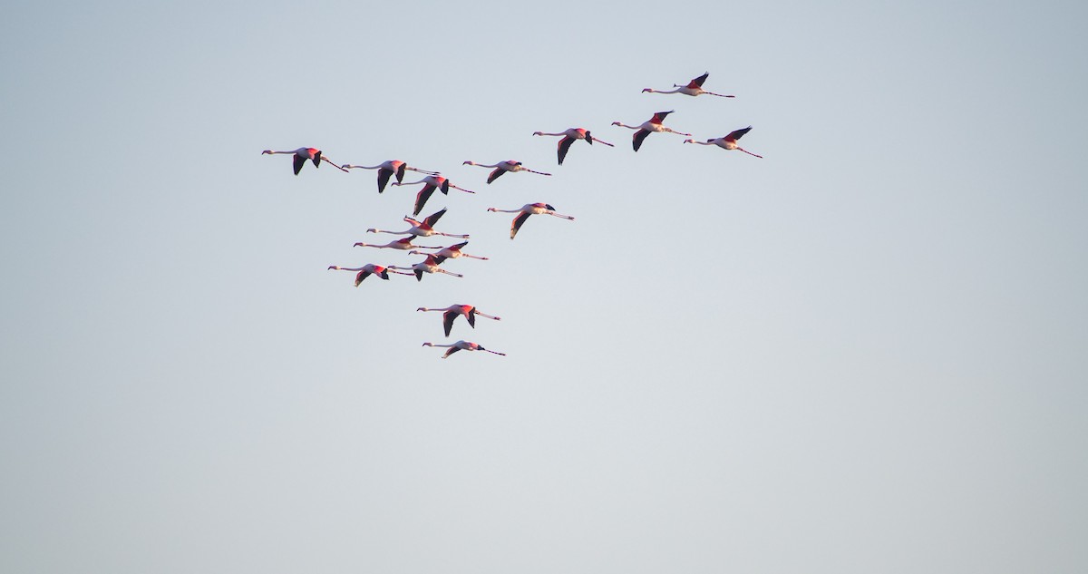 ヨーロッパフラミンゴ - ML646898308