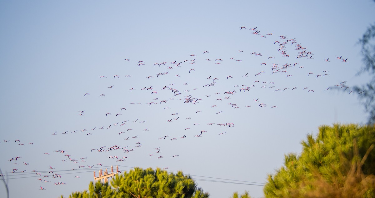 ヨーロッパフラミンゴ - ML646898309