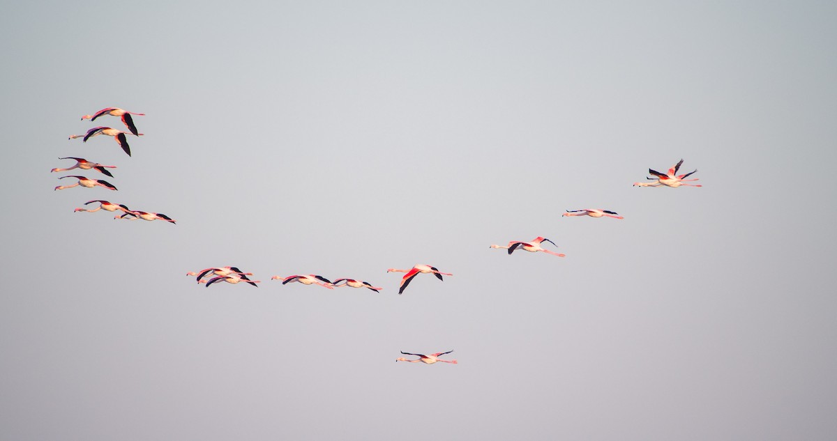 ヨーロッパフラミンゴ - ML646898314