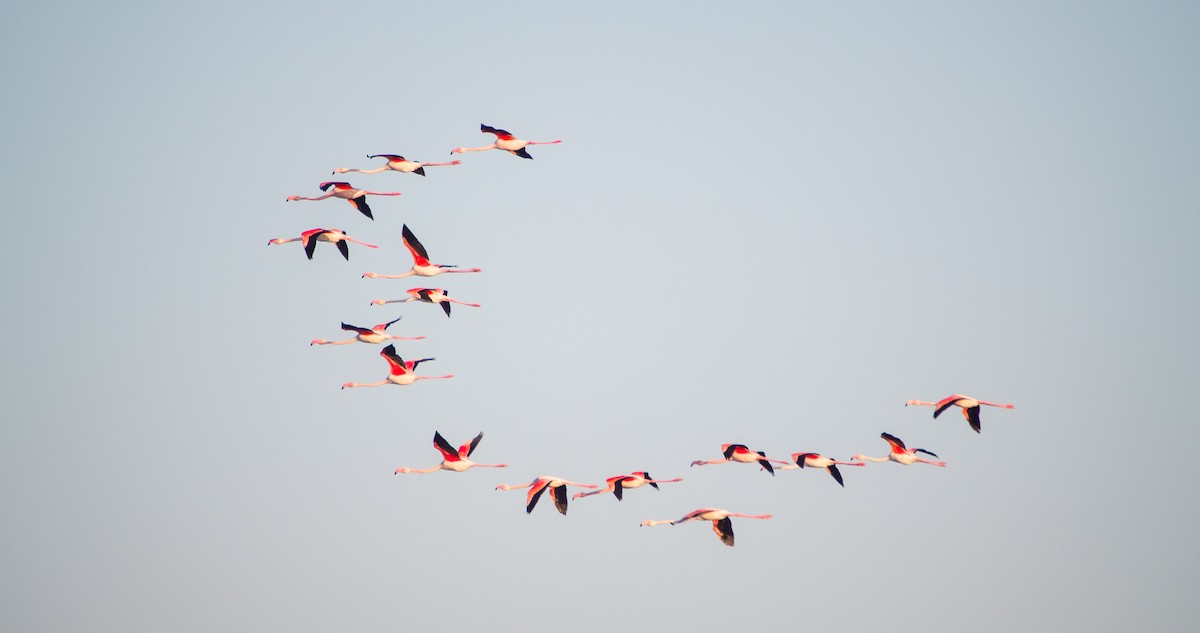 ヨーロッパフラミンゴ - ML646898315