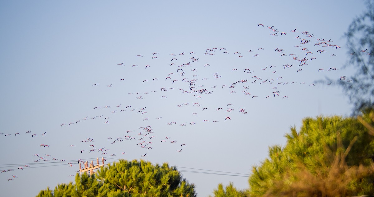 ヨーロッパフラミンゴ - ML646898316