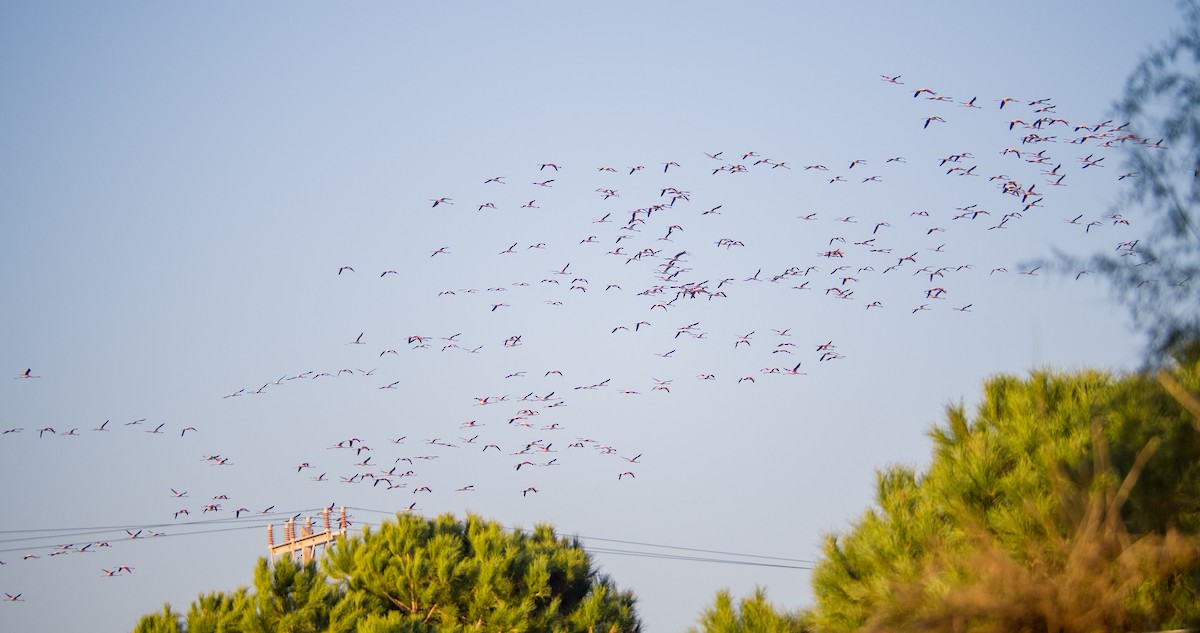 ヨーロッパフラミンゴ - ML646898317