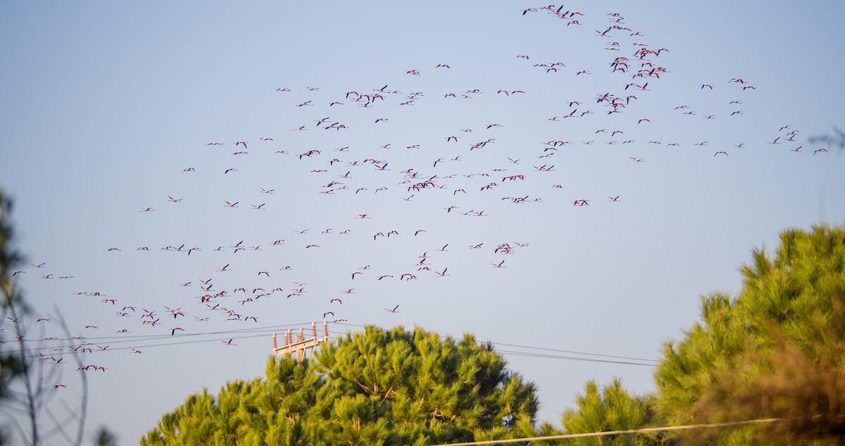 ヨーロッパフラミンゴ - ML646898318