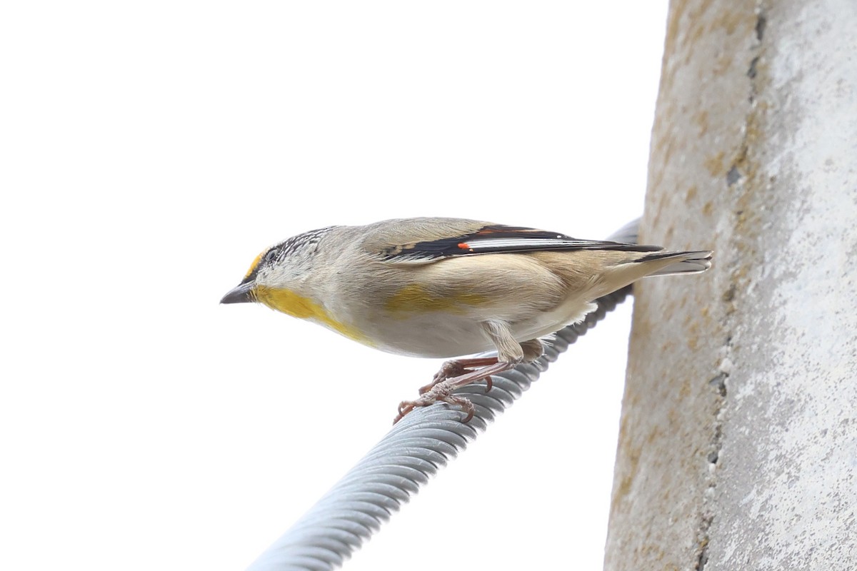 Streifenpanthervogel - ML646898320