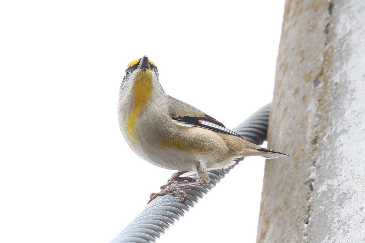 Streifenpanthervogel - ML646898321