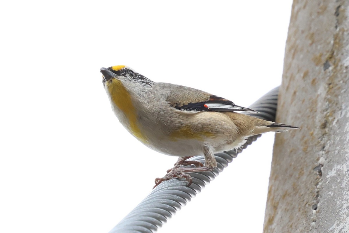 Streifenpanthervogel - ML646898322