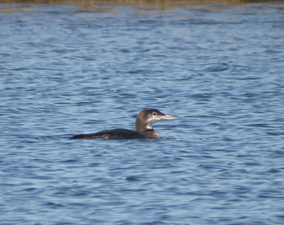 Aliota handia - ML646898324