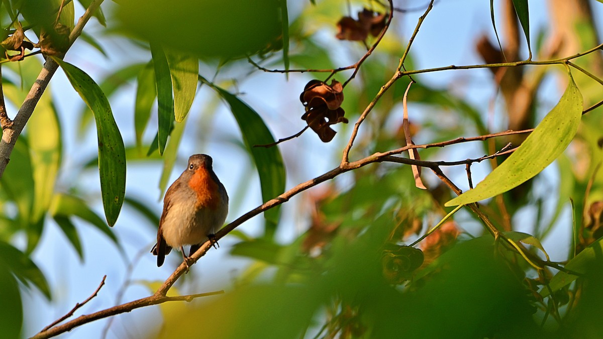 Papamoscas de la Taiga - ML646898327