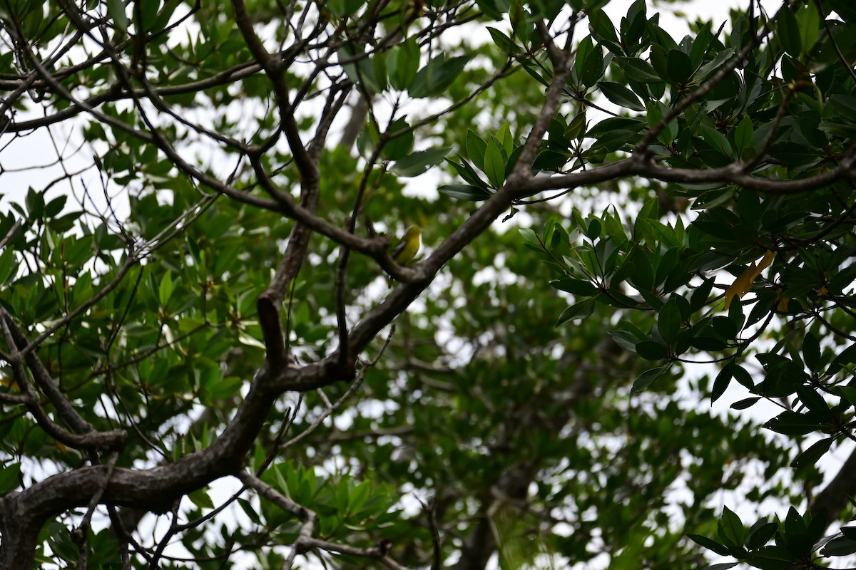 Common Iora - ML646898329