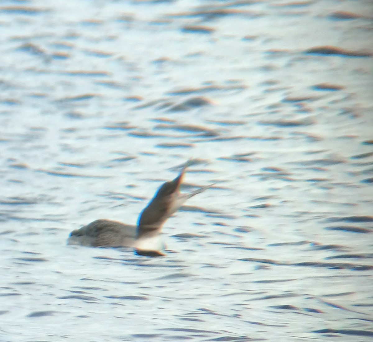 ハシグロアビ - ML646898330