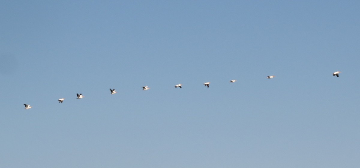 アメリカシロペリカン - ML646898331