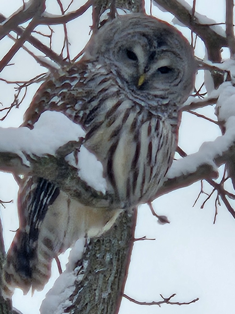 アメリカフクロウ - ML646898332