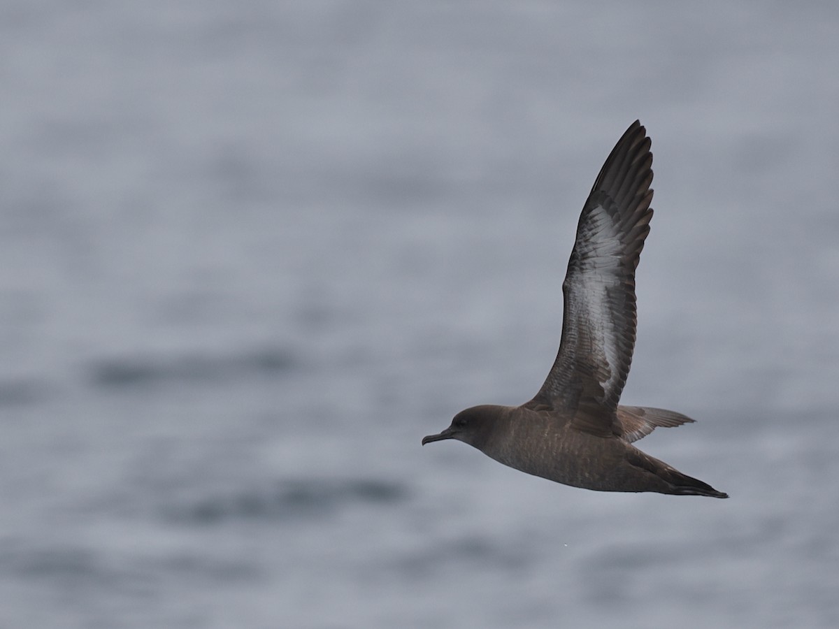 ハイイロミズナギドリ - ML646898333