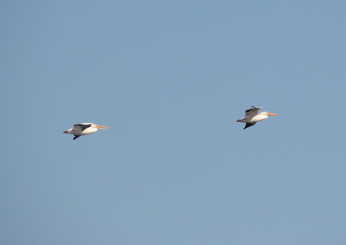 アメリカシロペリカン - ML646898334