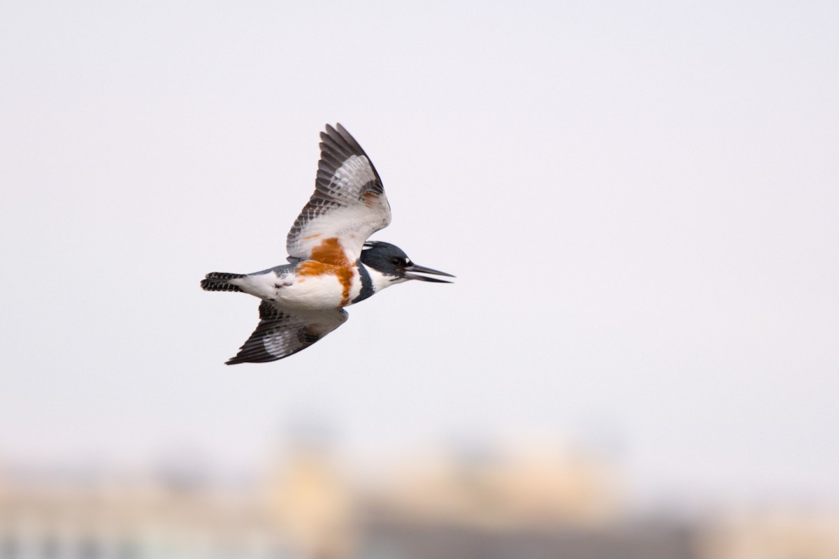 アメリカヤマセミ - ML646898335