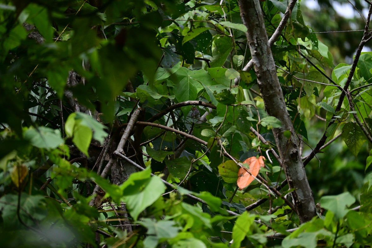 Кравчик рудощокий - ML646898337