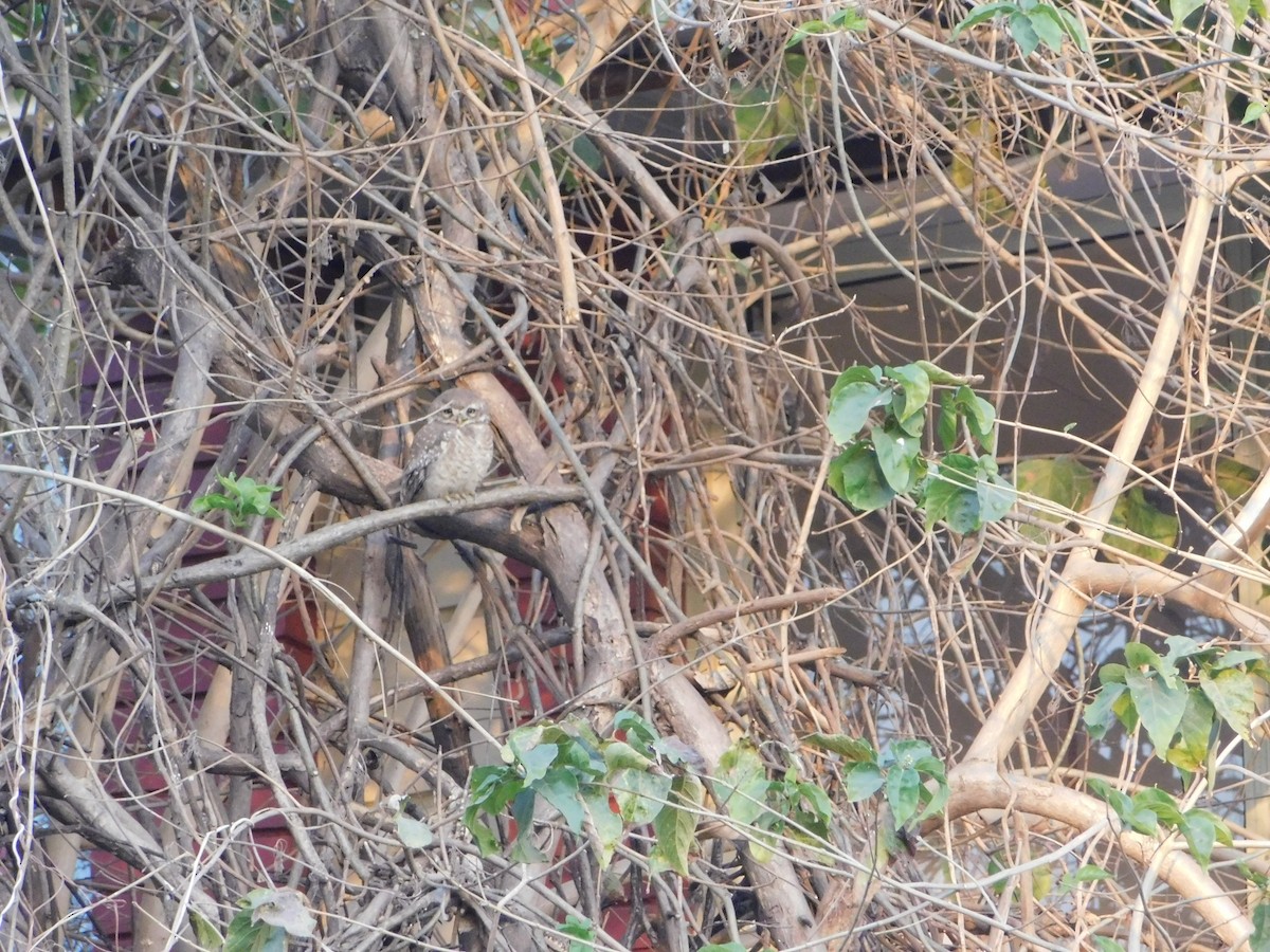 Сич брамінський - ML646898338