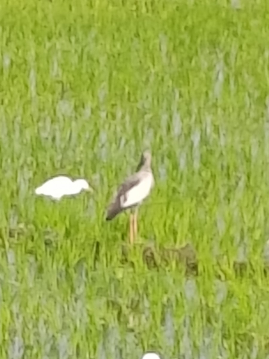 スキハシコウ - ML646898339