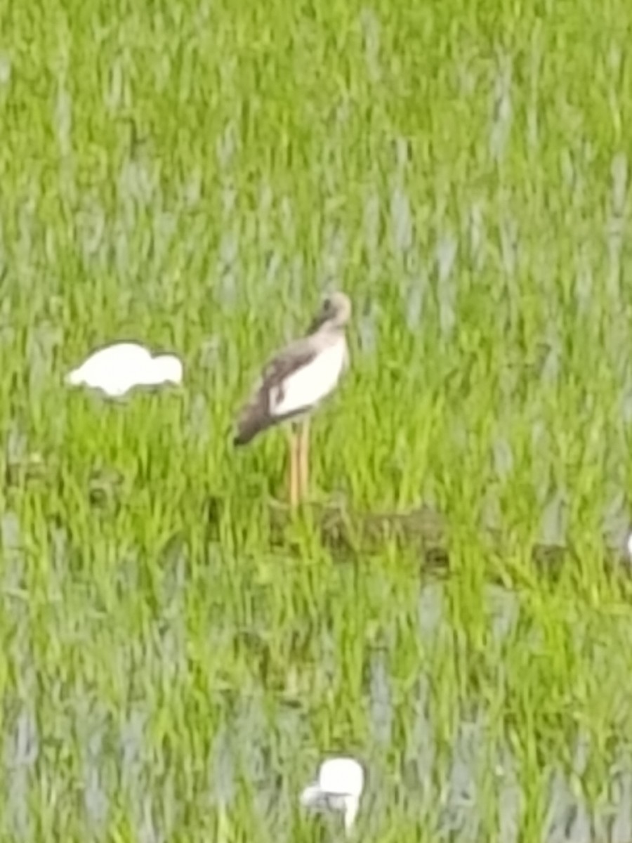 スキハシコウ - ML646898340