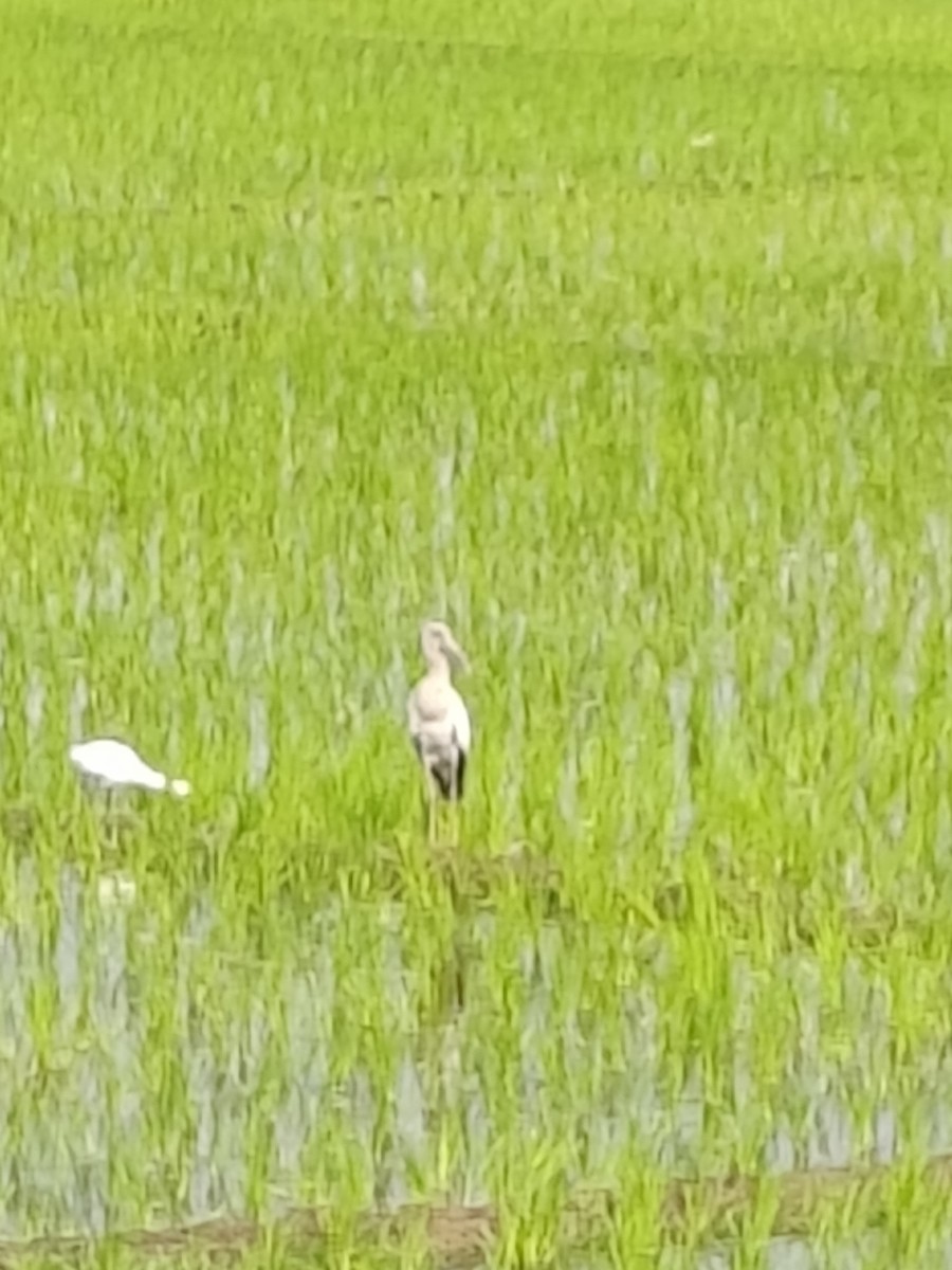 スキハシコウ - ML646898341