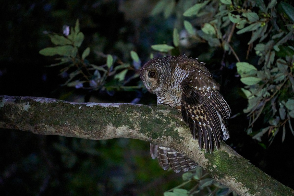 アカアシモリフクロウ - ML646898342