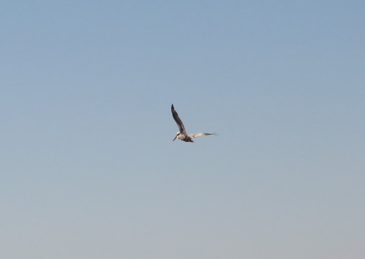 カッショクペリカン - ML646898343