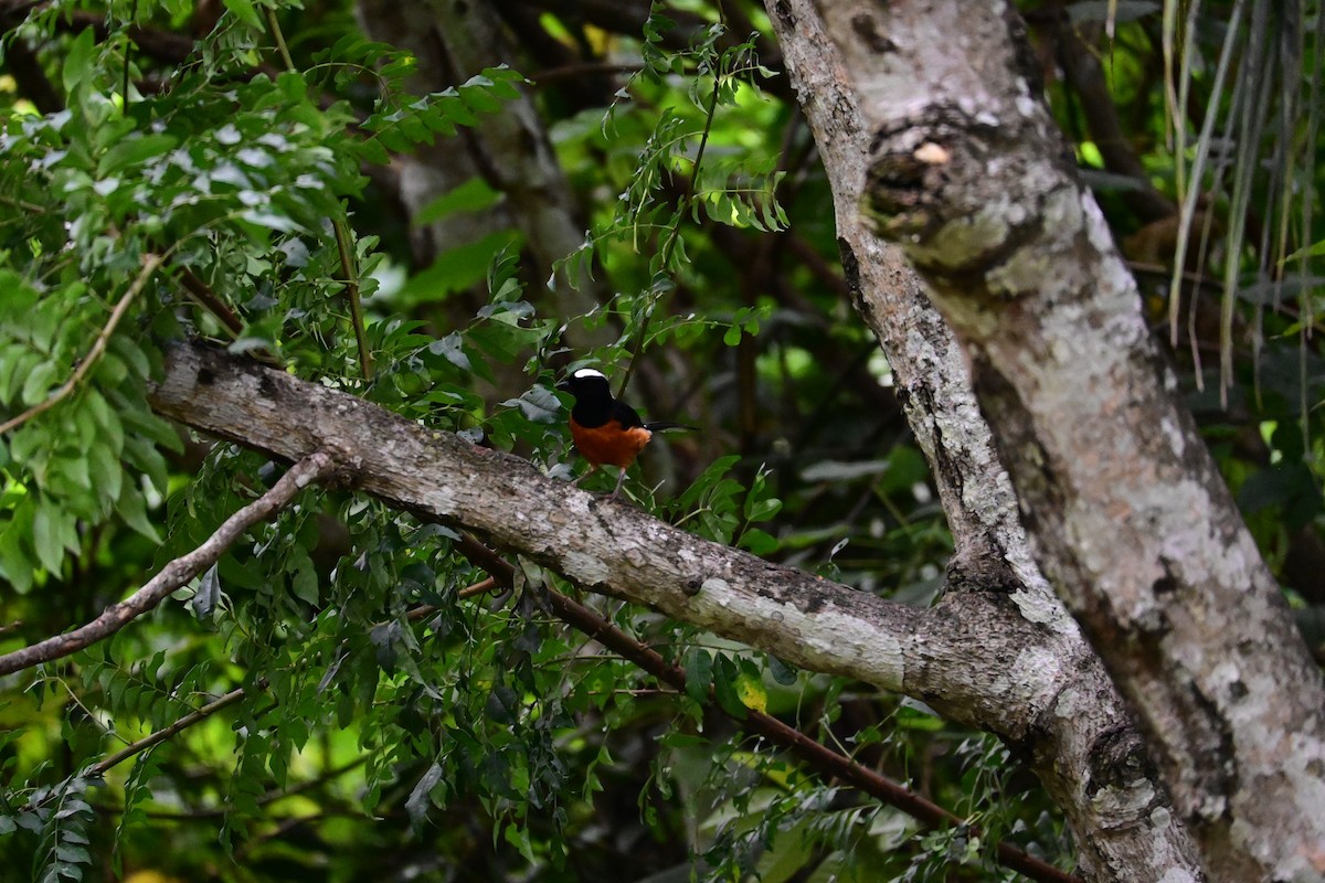 Shama de Strickland - ML646898344