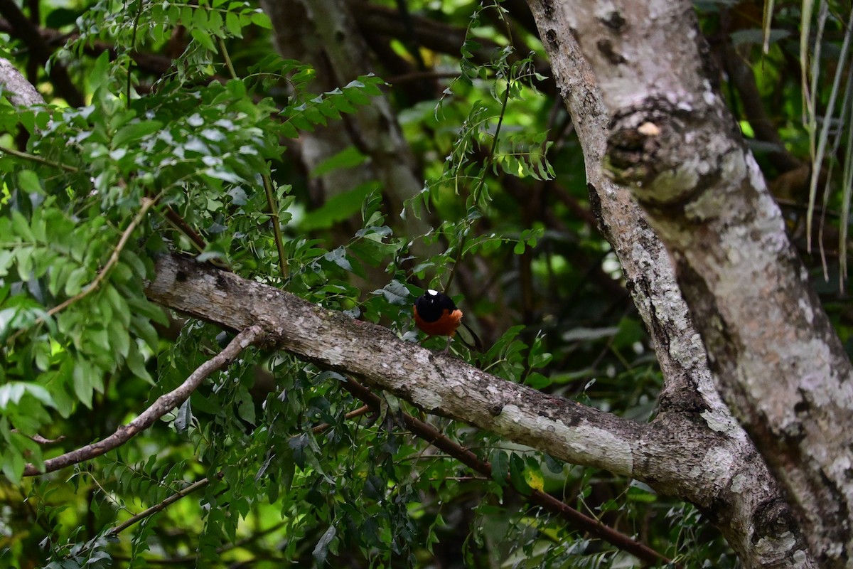 Шама білогочуба - ML646898345