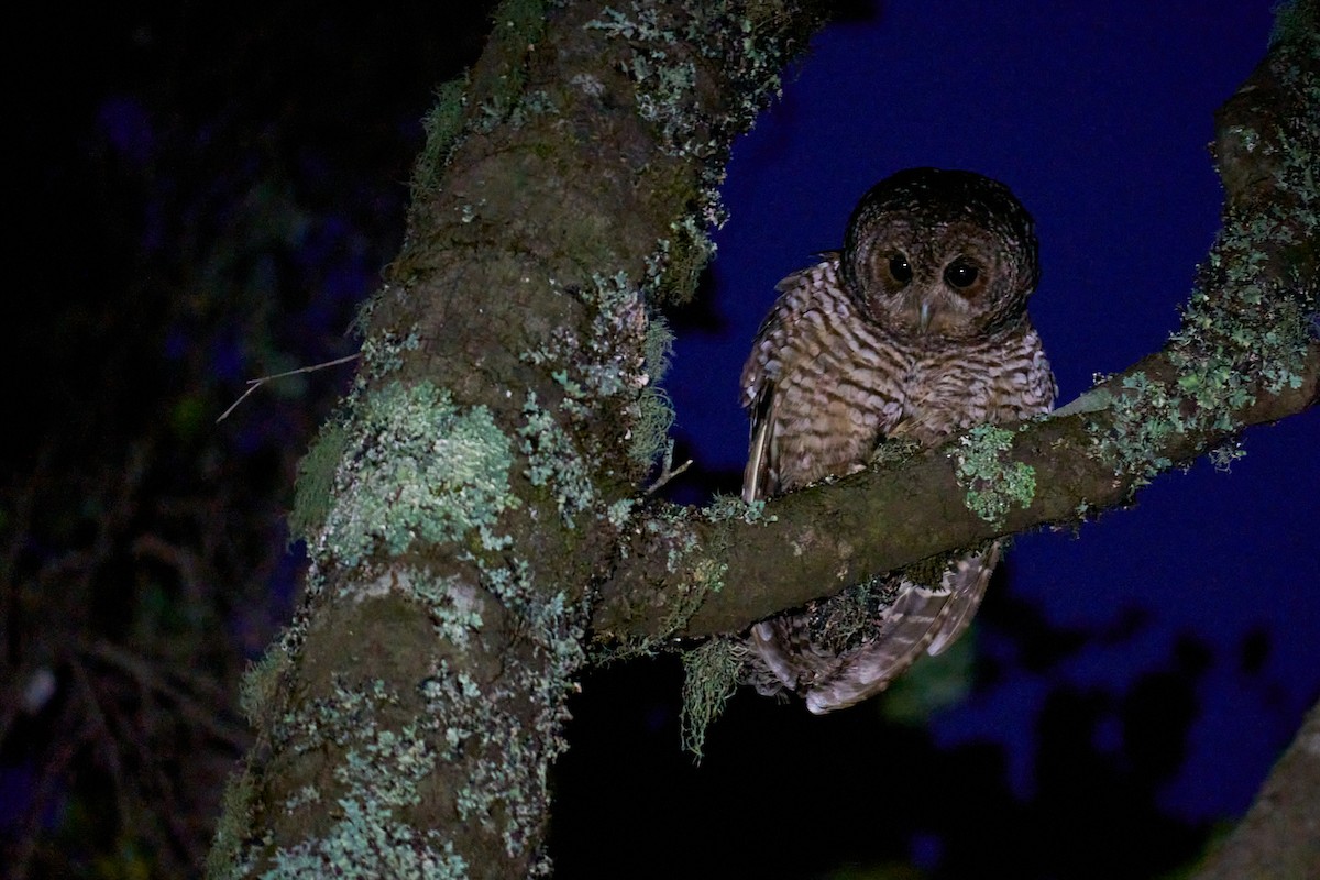 アカアシモリフクロウ - ML646898346