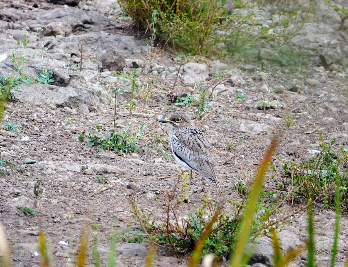 ミズベイシチドリ - ML646898347