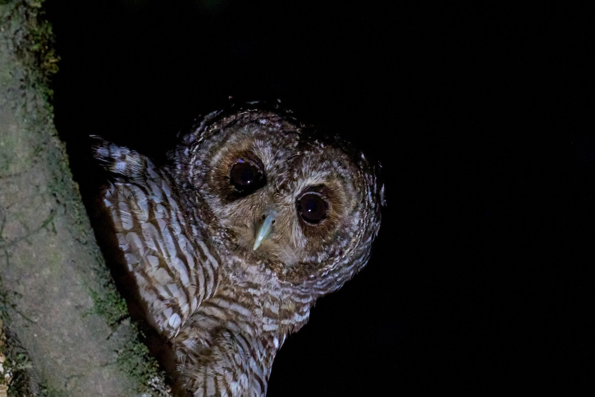 アカアシモリフクロウ - ML646898348