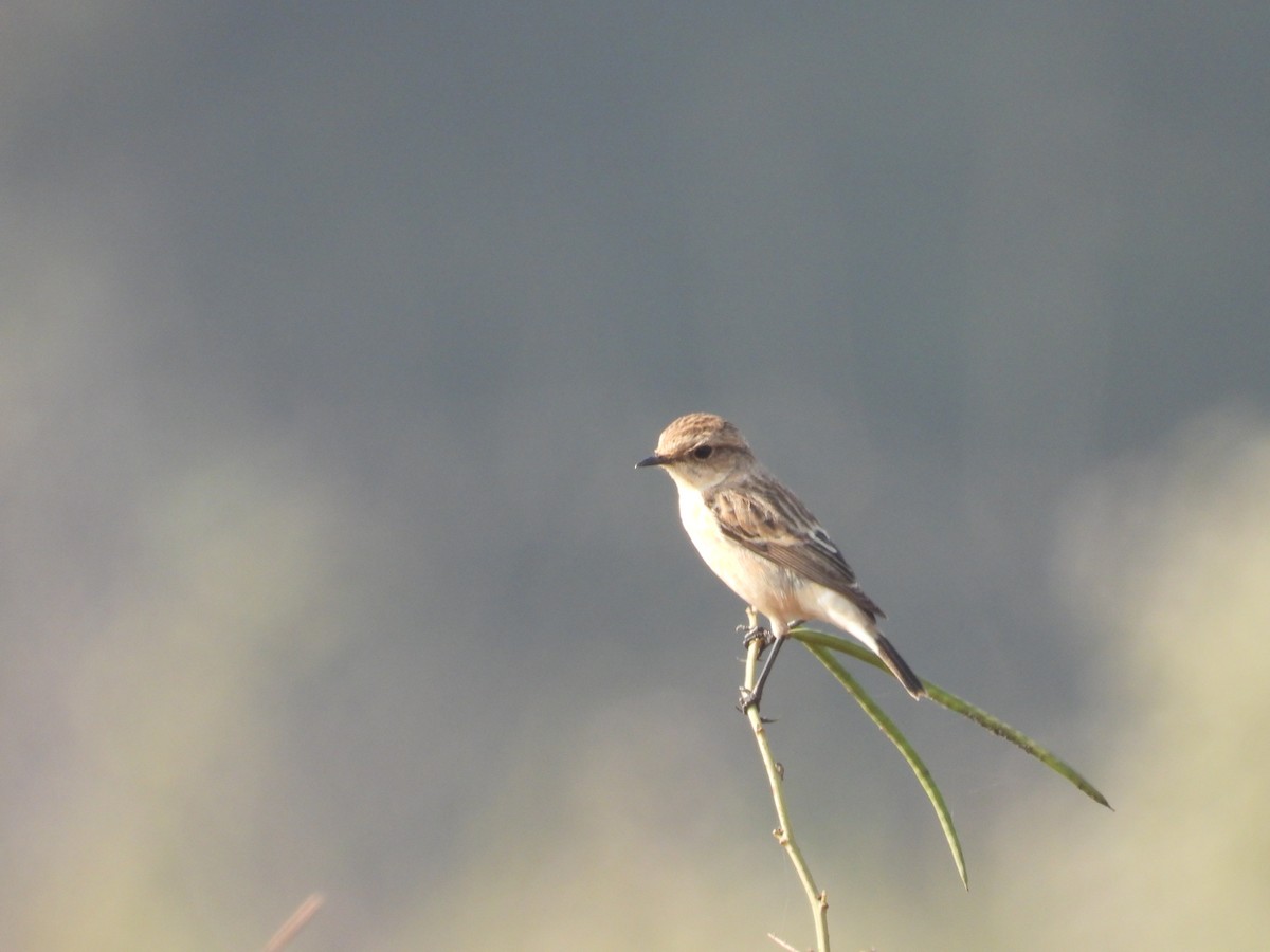 シベリアノビタキ - ML646898351